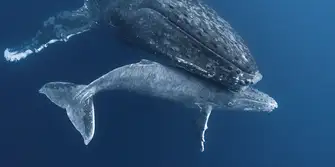 Admire the humpback whales and their babies as they swim by